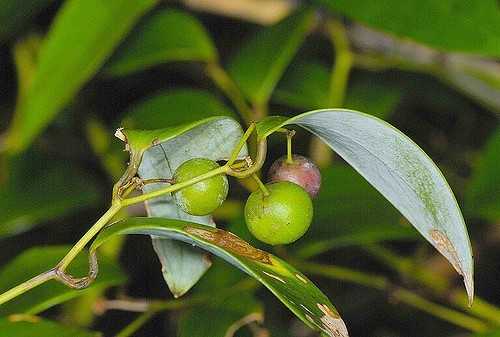 Cây Kim cang lá quế. Smilax corbularia Kunth subsp. corbularia - Cây Thuốc Nam Quanh Ta
